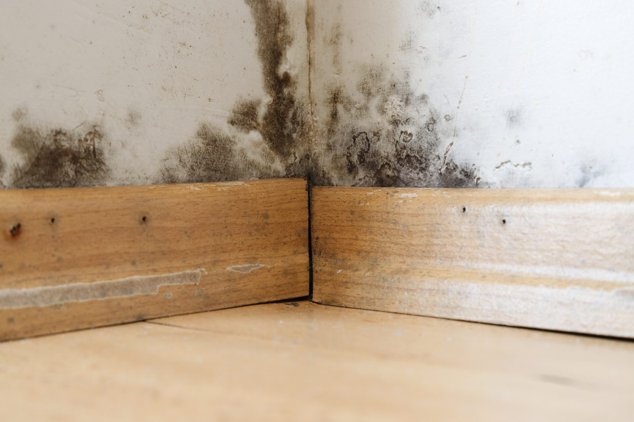 The Limits of Home Remedies Like Spray Bottle Solutions On Black Mould
